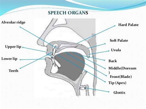 Speech Organs And How They Produced Sounds Halaman 1