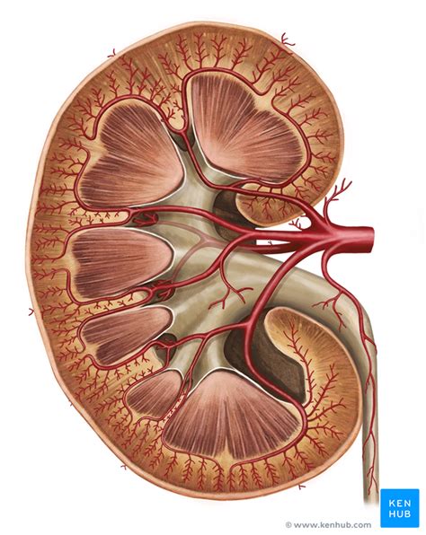 Kidney Blood Supply And Innervation Kenhub