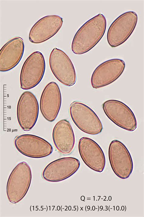 Protostropharia Semiglobata Batsch Redhead Moncalvo And Vilgalys