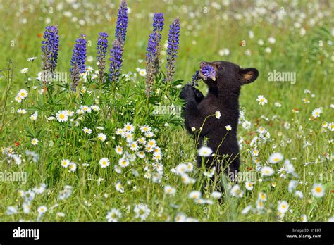Black Bear Ursus Americanus Cubs Captive Raised Minnesota Wildlife