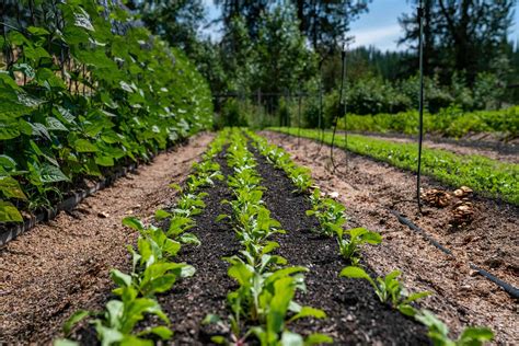 20 vegetables you can plant in late summer for a fall harvest