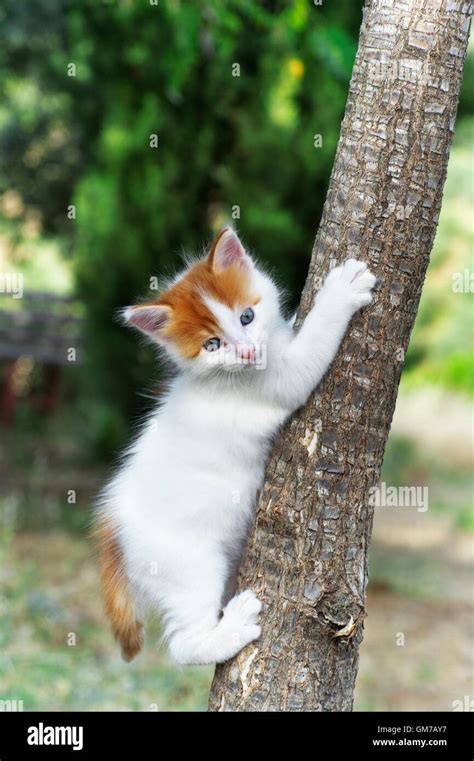 Kitten Climbing On A Tree Stock Photo Alamy