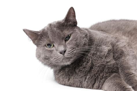 Young Adult British Shorthair Cat With Green Eyes Stock Image Image