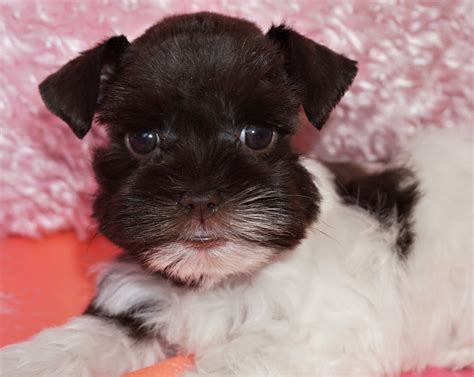 I have a beautiful solid white miniature schnauzer puppy available for adoption. Teacup Schnauzers For Sale