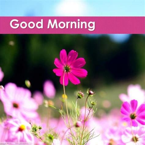 Flower good morning images photo pics download. Good Morning Flower APK Download - Free Social APP for ...