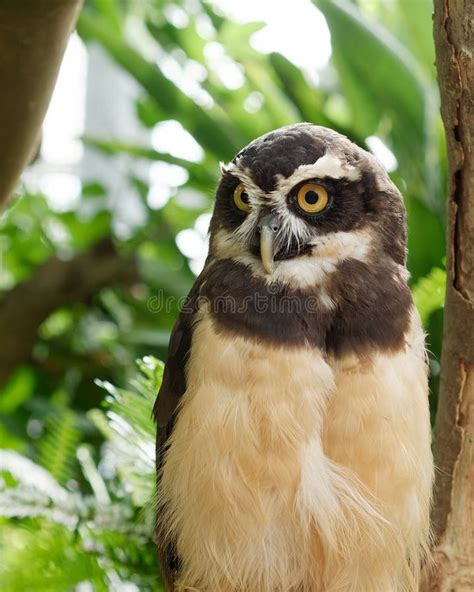 Spectacled Owl Pulsatrix Perspicillata Stock Image Image Of Beak