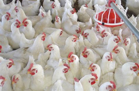 Poultry Farming For Beginners Modern Farming Methods