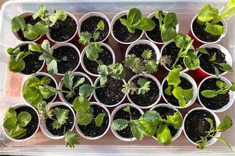 4 Easy Steps To Potting Up Seedlings Gardening4joy