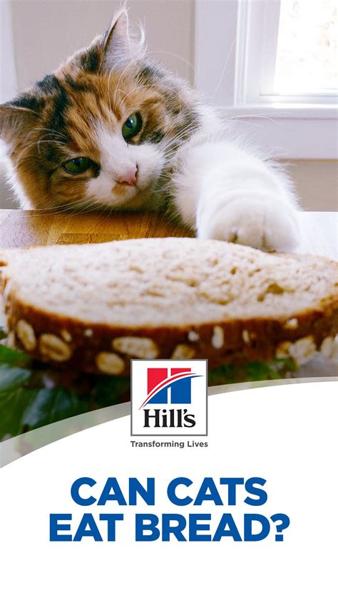 Is It Safe For Your Cat To Eat Bread Cats Cute Baby Animals Cute