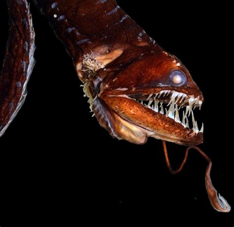 Of or taking place in the deeper parts of the sea. Glowing deep ocean fishes have evolved at least 27 times