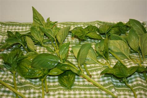 Maybe you would like to learn more about one of these? How to Cut and Dry Basil - Getty Stewart