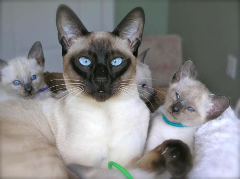 Free Siamese Kittens Near Me Finding Siamese Kittens For Adoption