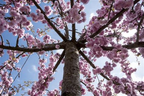 Cerezo Japonés O Prunus Serrulata Cuidados Y Floración Guía Completa