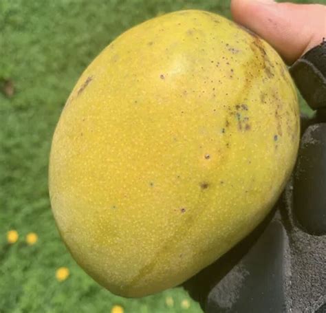 CREME BRULEE Grafted Rare MANGO Tree 3Gal Pot Ready To Fruit Ship UPS