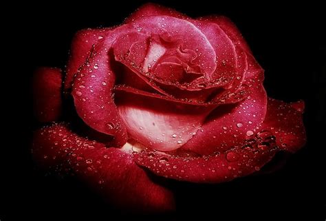 Flowers Flower Rose Earth Red Rose Water Drop Hd Wallpaper Peakpx