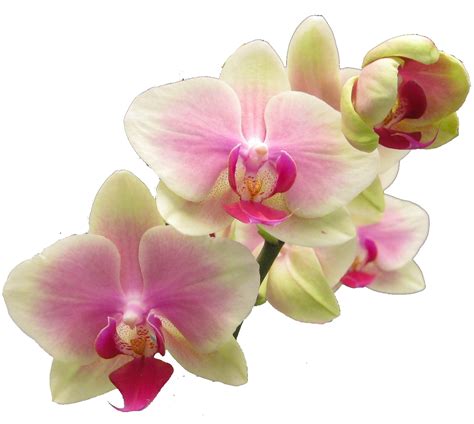 Orchid clipart realistic flower, Orchid realistic flower ...