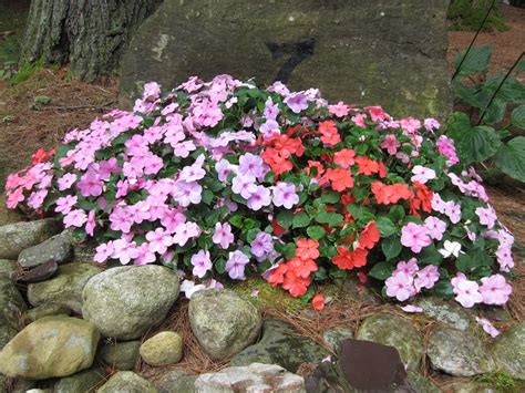 Bello e lontano è il mondo, e di questo ringrazio il cielo, in cui i fiori di zaffiro vengono coltivati sia in giardino sia in appartamento; Fiori da giardino: guida con le varietà che vivono anche ...