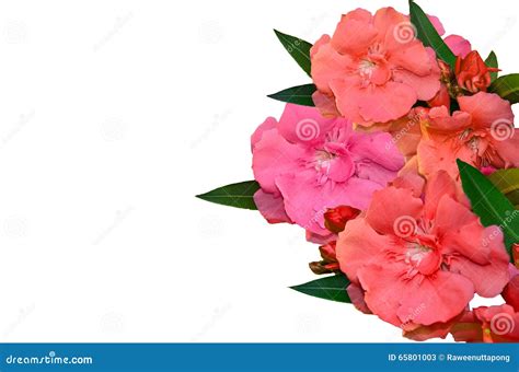 Sweet Oleander Stock Image Image Of Love Colored Botany 65801003