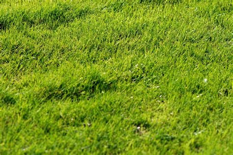 Bermuda grass is relatively easy to care for, especially if you give the turf attention a few times per we do not recommend overseeding a bermuda lawn because of this difference in grass varieties. Tell-tale Signs on How to Identify and Get Rid of Bermuda ...