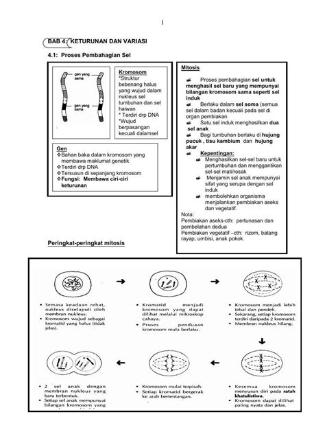 Nota ringkas sains tingkatan 4. SAINS TINGKATAN 4 BAB 3 VARIASI DAN KETURUNAN by nfshapri ...