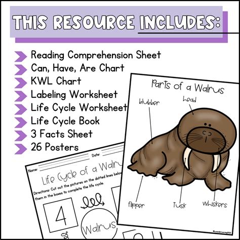 Life Cycle Of A Walrus Activities Worksheets Booklet Walrus Life