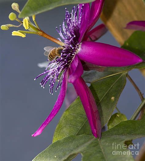 Bee In Passion Flower Photograph Passion Flower Flowers Flower Pictures
