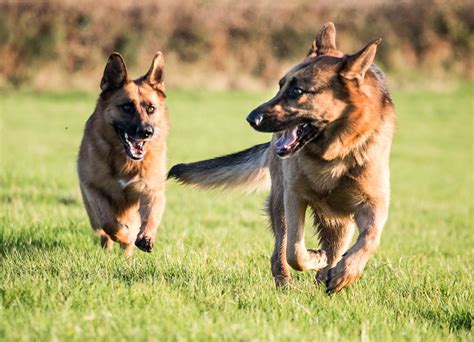 Tips And Techniques You Should Use For Training German Shepherds