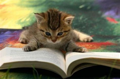 Five Books Cat Lovers Should Read