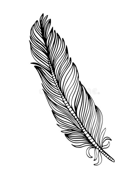 Curved Feather Drawing Free Download On Clipartmag