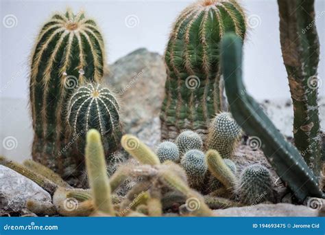 Verschillende Soorten Cactus Van Verschillende Vormen Van Ronde Tot