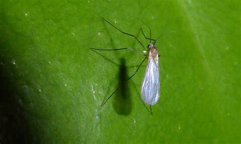 Fungus Gnats How To Kill Them Forever 2018 Update