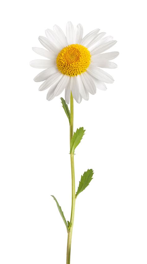 1000 great flower background photos pexels free stock photos. Free photo: Daisy - Black, Color, Edited - Free Download ...