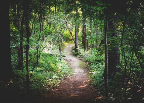 Free Images Tree Nature Path Wilderness Branch Wood Track
