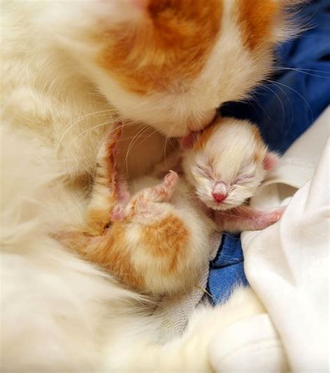 Mother Cat And Her Newborn Kitten Newborn Animals Newborn Kittens