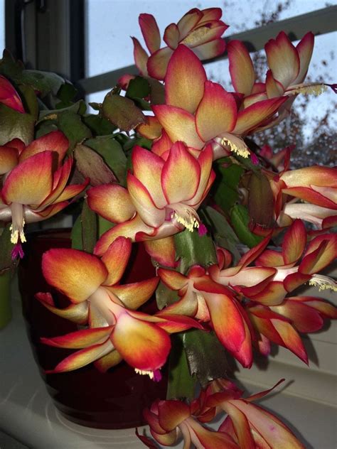Due to the nature of its elements and their bonds, table salt will not form crystals such as these. Christmas Cactus SAMBA BRAZIL Red & Yellow Flowers 5 ...