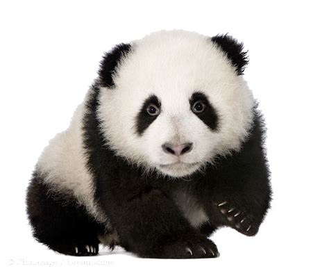Baby Panda Png Download Image Png Arts