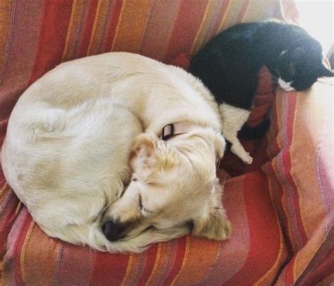 10 Pictures That Prove Cats And Dogs Can Actually Be The Best Of