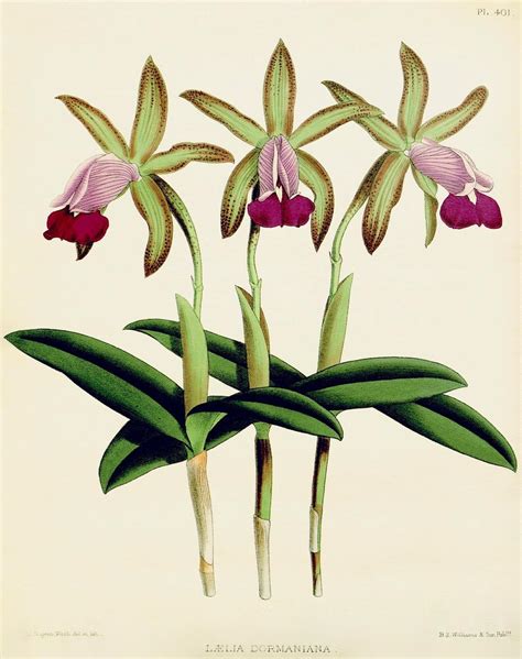 Orchid Cattleya Dormaniana