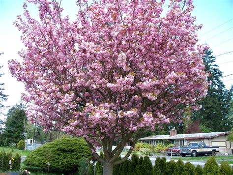 Fileornamental Cherry Tree In Full Bloom Wikimedia Commons