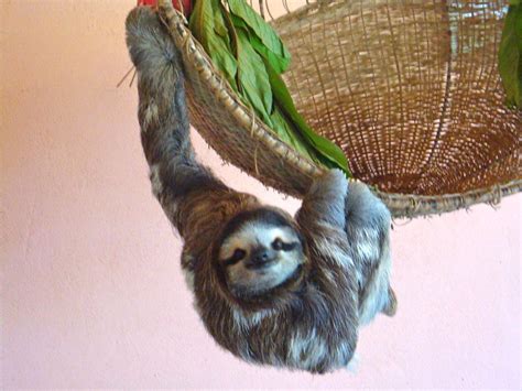 Buttercup The Resident 3 Fingered Sloth At The Sloth Sanctuary In