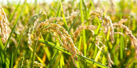 All About The Environmental Impacts Of Rice Production Foodprint