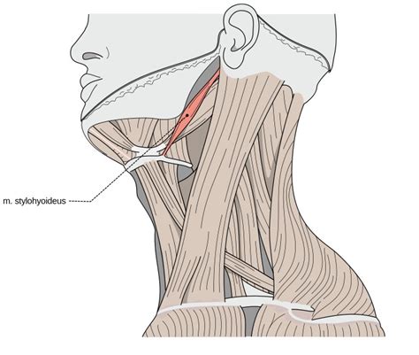 Anatomy Head And Neck Stylohyoid Muscle StatPearls NCBI Bookshelf