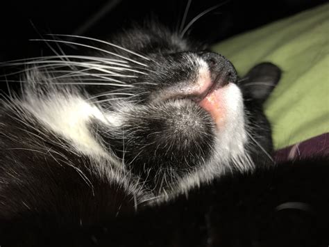 My Cat Has A Swollen And Red Upper Lip Thecatsite