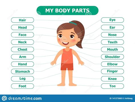 Conversations about body parts (i bumped my head, ha ha ha, i can see your belly button!, etc) are very common in everyday life for young and (especially) very young learners. Cartoon Kid And Body Parts Cartoon Vector | CartoonDealer ...