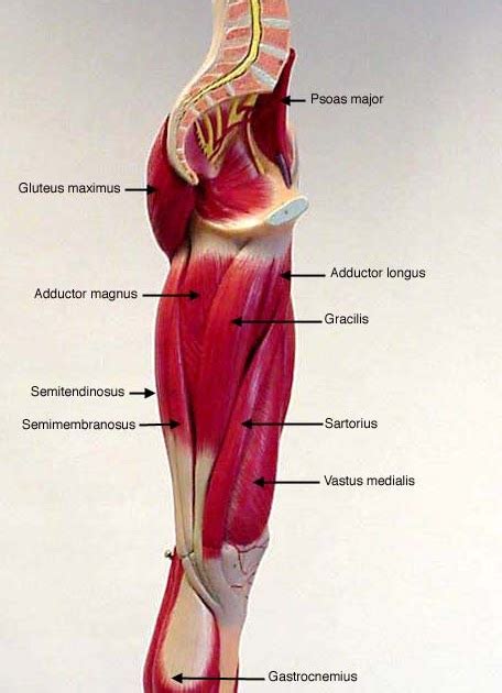 Leg Muscles Diagram Labeled Muscle Diagram Male Body Names Stock