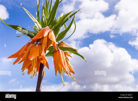 Orange Crown Imperial Flowers Stock Photo Alamy