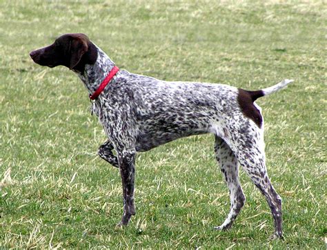 German Short Haired Pointers Uphairstyle