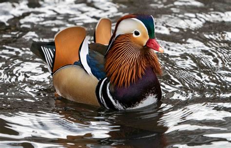 ‘the Most Beautiful Duck In The World Mandarin Duck Sighted Again In