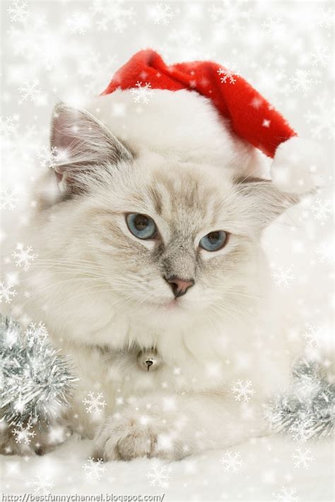 Cute And Funny Pictures Of Animals 48 Christmas 5
