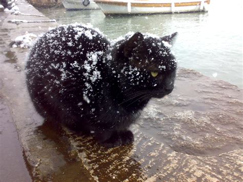 Fileblack Cat Being Snowed On Wikimedia Commons